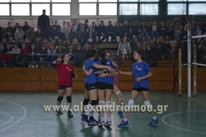 volley _1ogel-kassandra147